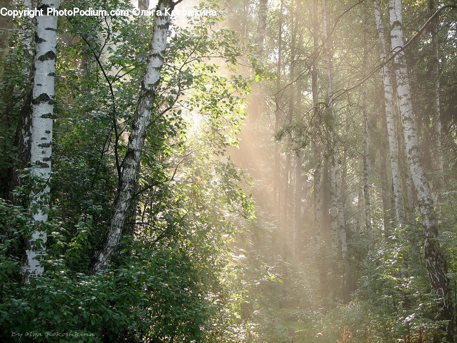 Forest, Vegetation, Birch, Tree, Wood, Fog, Mist
