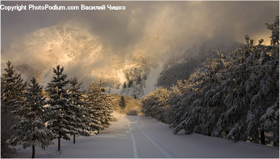 Frost, Ice, Outdoors, Snow, Conifer, Fir, Plant