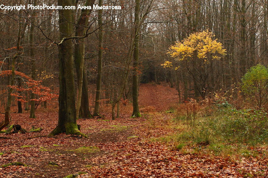 Forest, Vegetation, Grove, Land, Plant, Tree, Oak