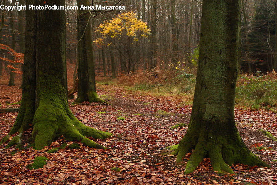 Tree Trunk, Forest, Vegetation, Grove, Land, Path, Trail