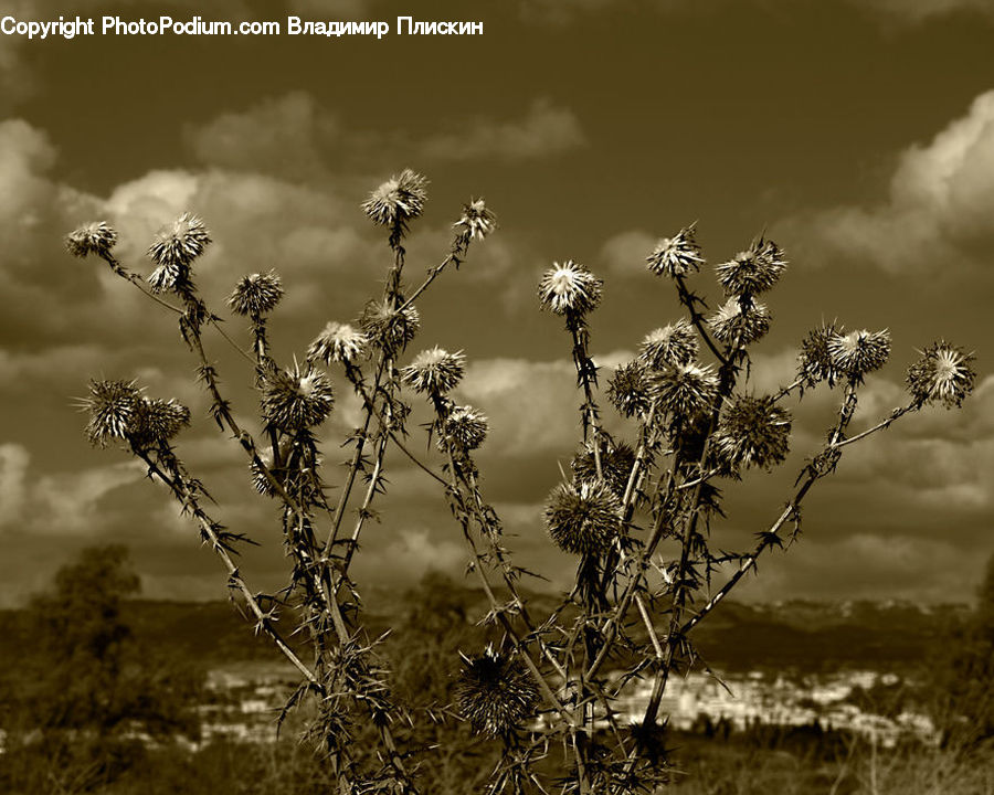 Plant, Weed, Field, Grass, Grassland, Blossom, Flora