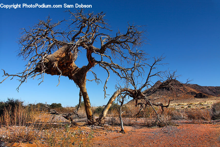Desert, Outdoors, Plant, Tree, Oak, Wood, Grassland