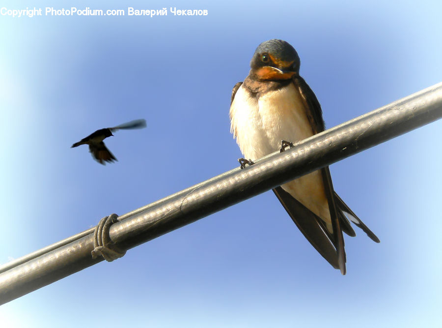 Bird, Swallow, Bee Eater, Kite Bird