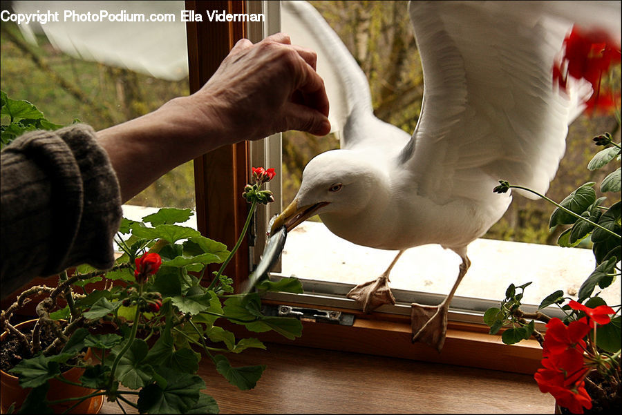 Plant, Potted Plant, Beak, Bird, Blossom, Flora, Flower