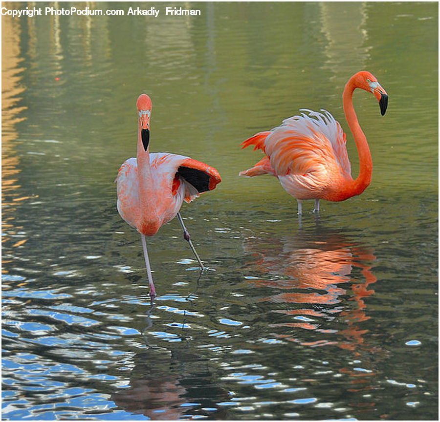 Bird, Flamingo, Flock