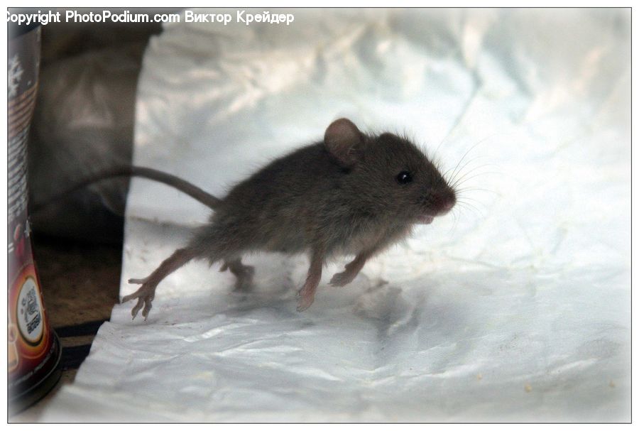 Animal, Mammal, Rat, Rodent