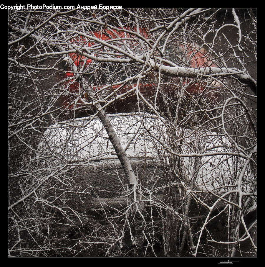 Art, Modern Art, Frost, Ice, Outdoors, Snow, Birch