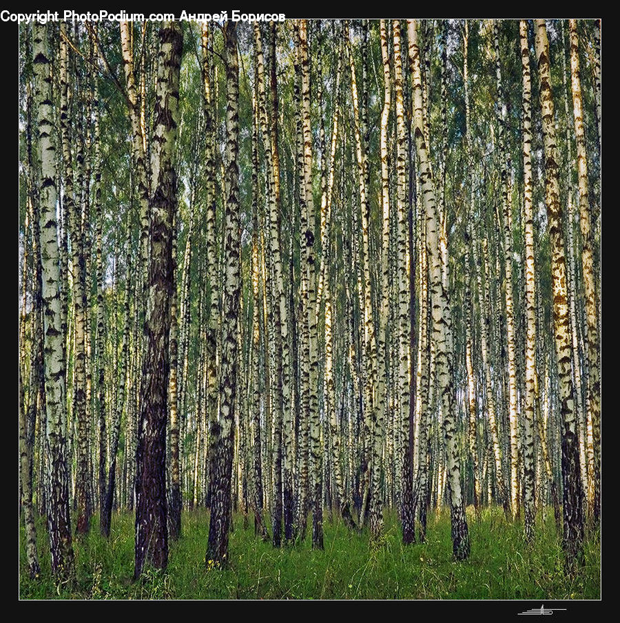 Forest, Vegetation, Birch, Tree, Wood, Plant, Conifer
