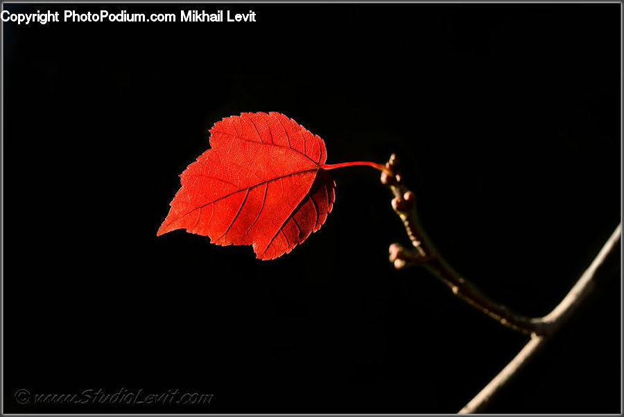 Maple, Maple Leaf, Plant, Blossom, Flora, Flower, Geranium