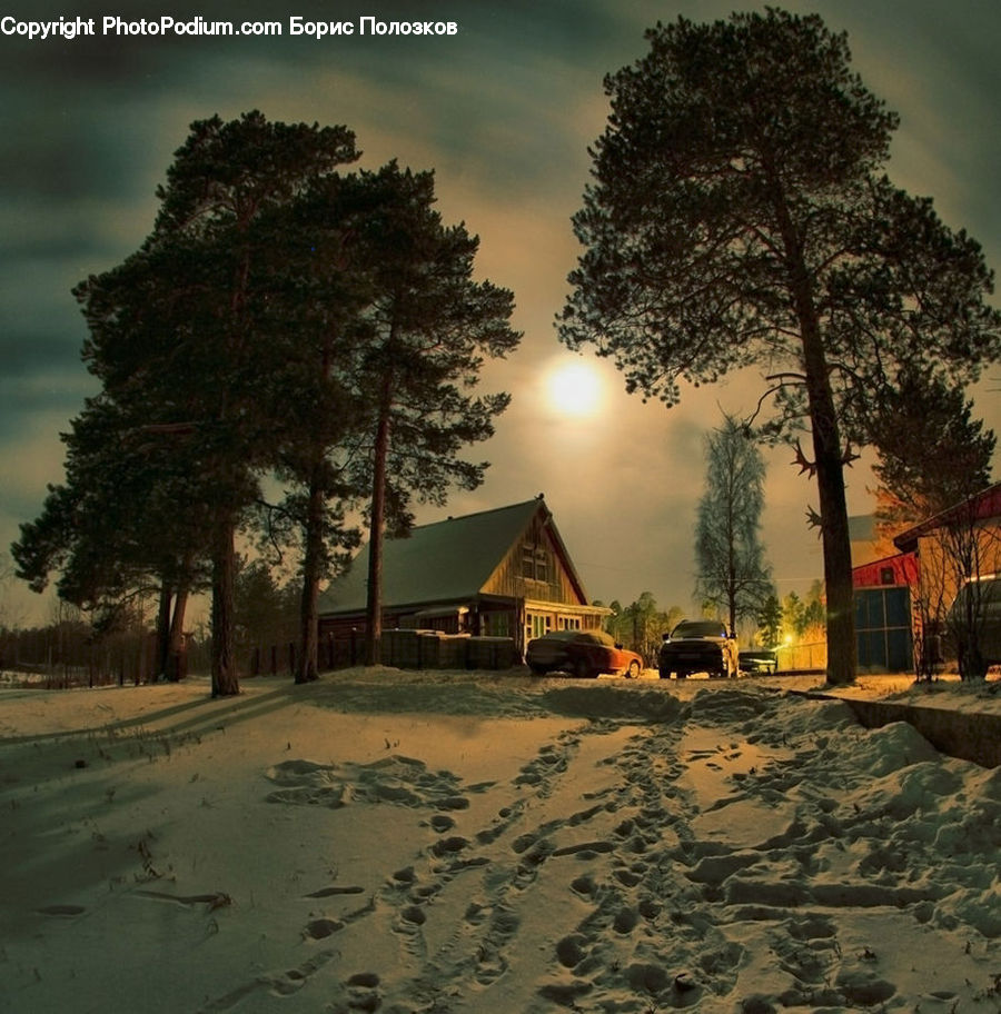 Building, Hut, Log Cabin, Shack, Plant, Tree, Oak