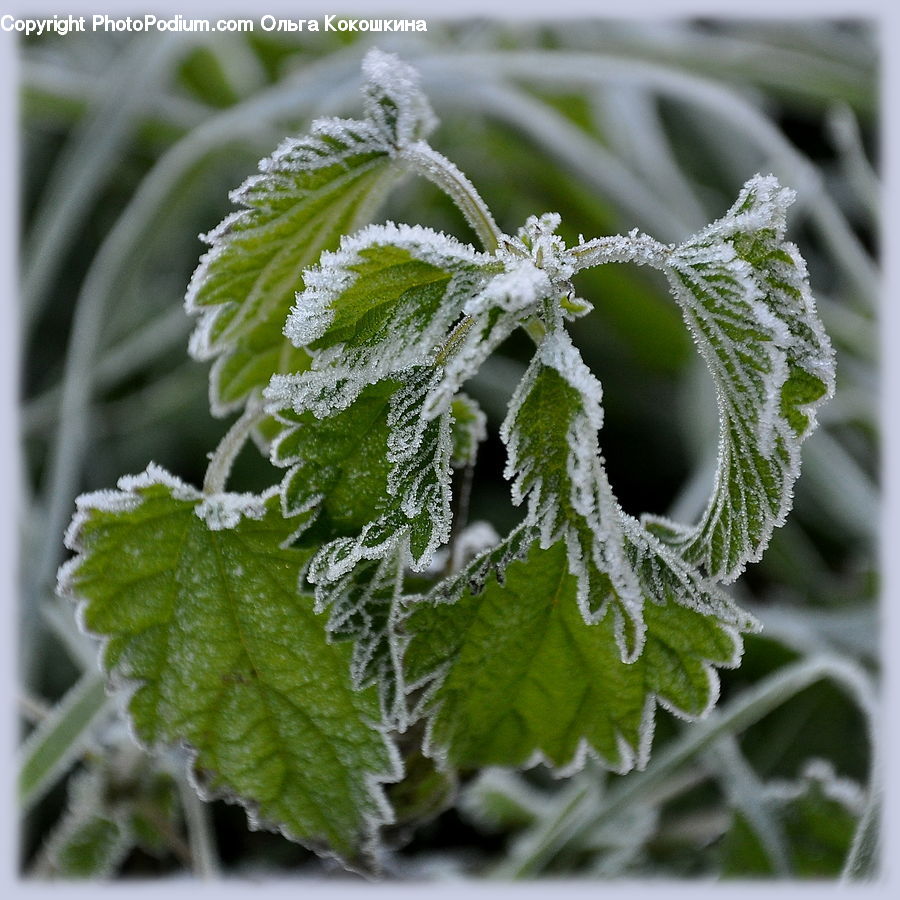 Frost, Ice, Outdoors, Snow, Blossom, Flora, Flower