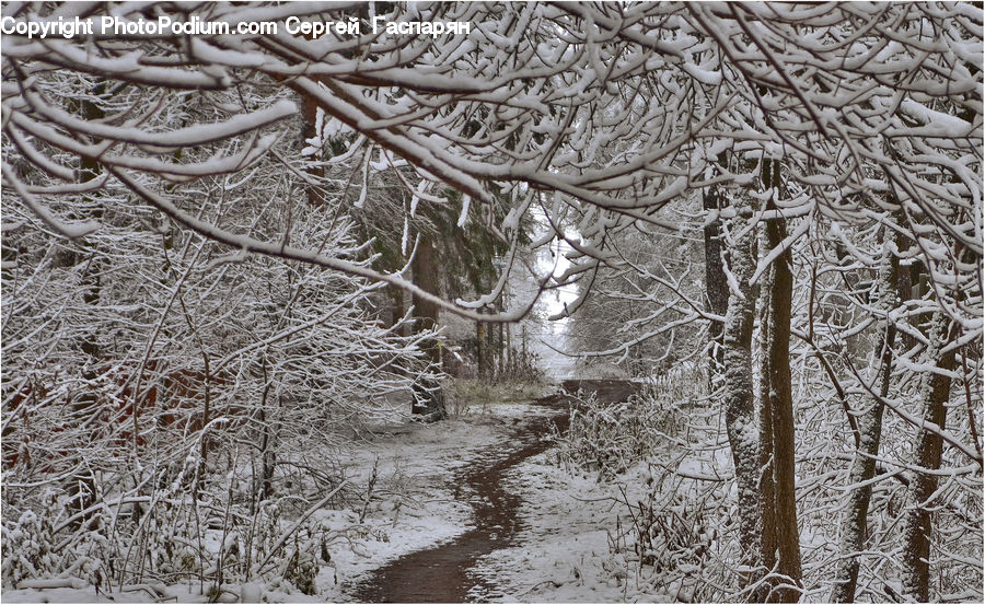 Ice, Outdoors, Snow, Forest, Vegetation, Plant, Tree