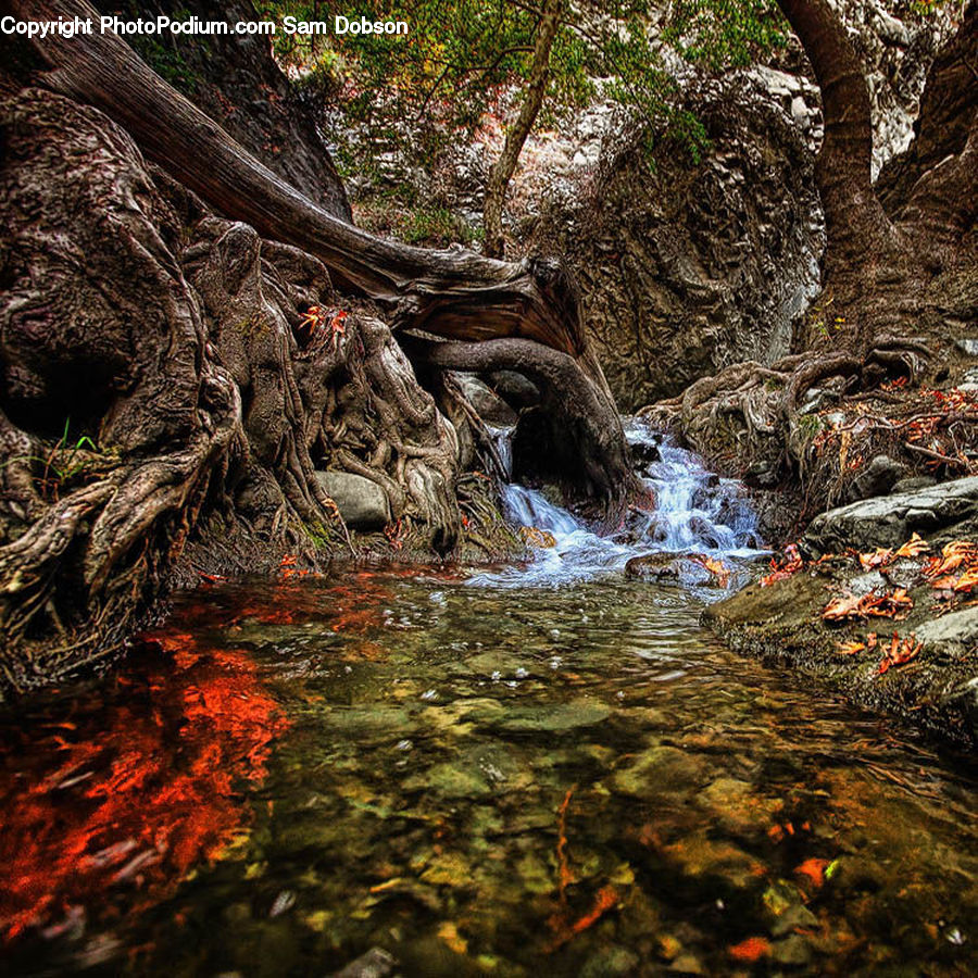 Root, Creek, Outdoors, River, Water, Forest, Jungle