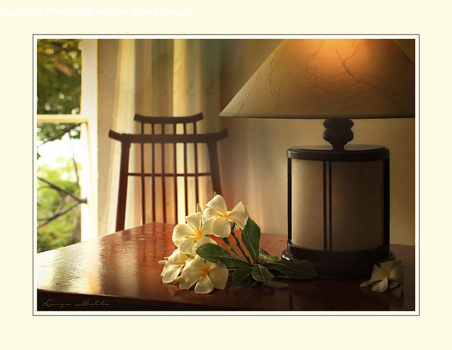 Lamp, Plant, Potted Plant, Dining Table, Furniture, Table, Indoors