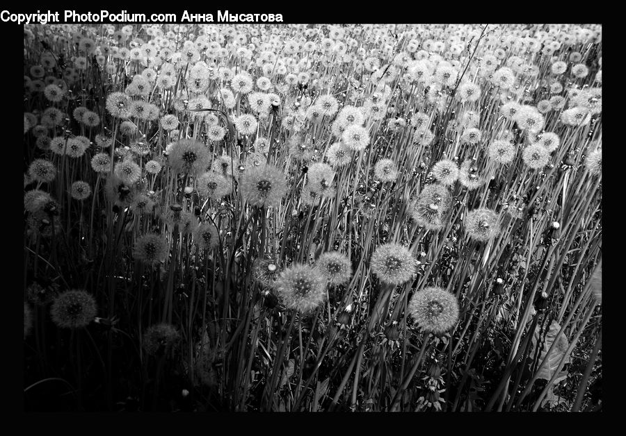 Dandelion, Flower, Plant, Art, Modern Art, Chandelier, Lamp