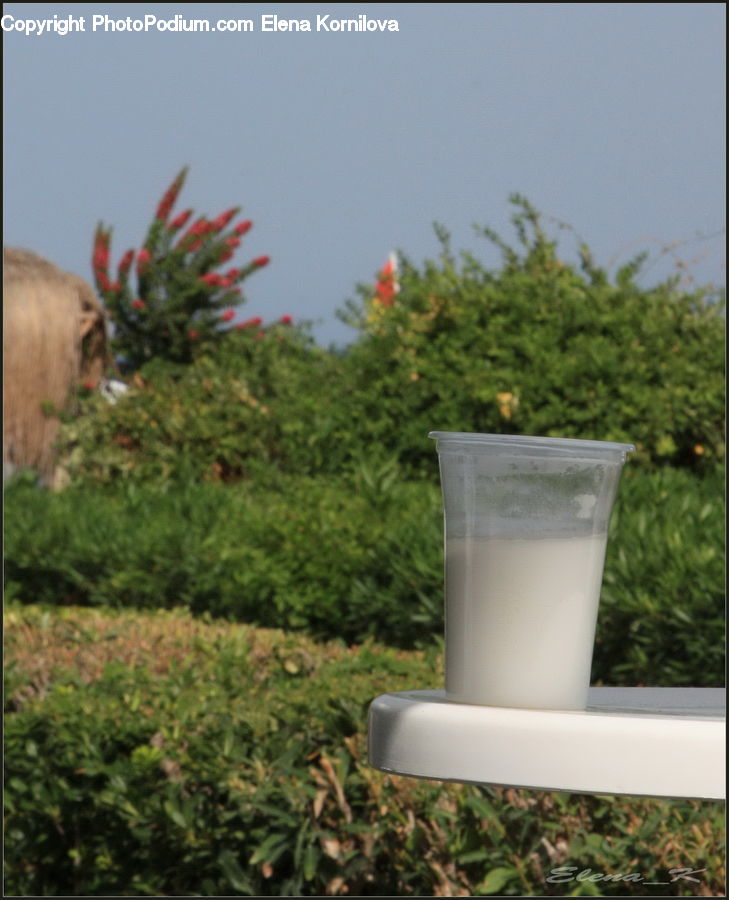 Plant, Potted Plant, Cup, Pot, Pottery, Bush, Vegetation