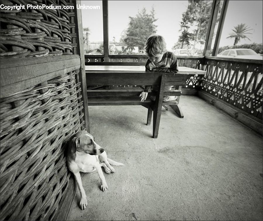 Bench, Animal, Beagle, Canine, Dog, Hound, Mammal