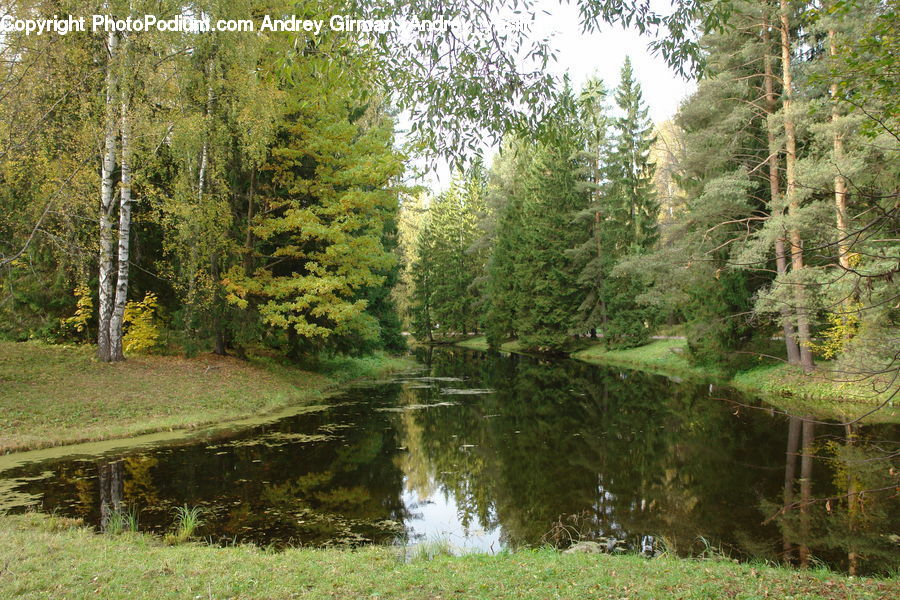 Conifer, Fir, Plant, Tree, Outdoors, Pond, Water