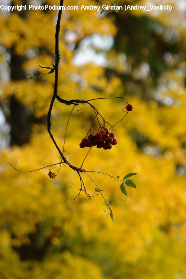 Cherry, Fruit, Plant, Potted Plant, Arachnid, Garden Spider, Insect