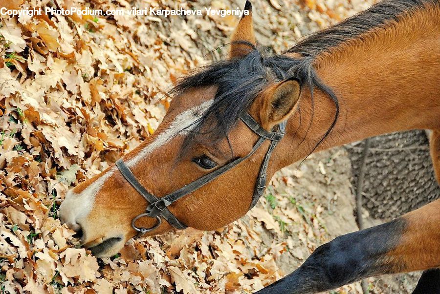Animal, Horse, Mammal, Colt Horse, Foal, Bongo, Percussion