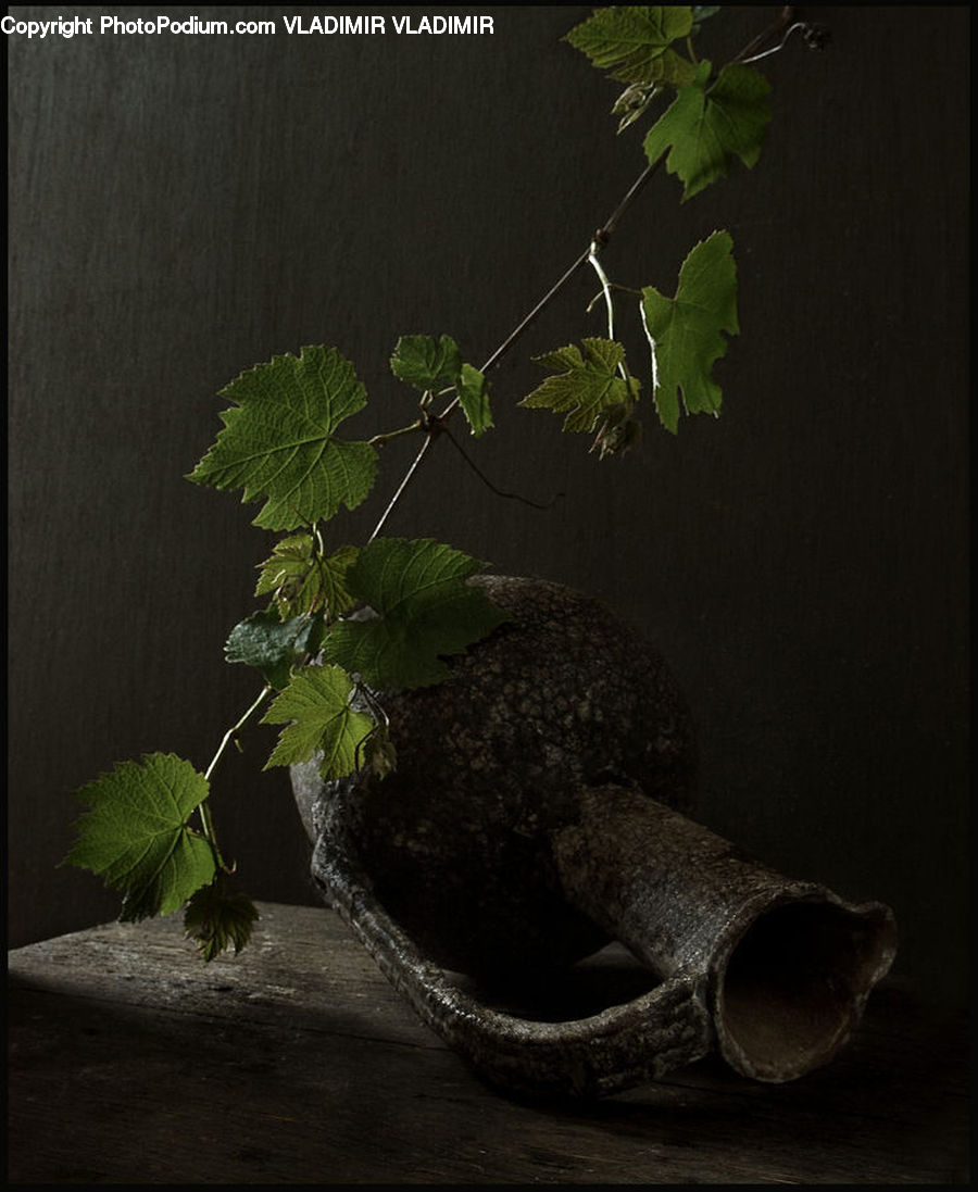 Bonsai, Plant, Potted Plant, Tree, Vine, Ivy, Herbs
