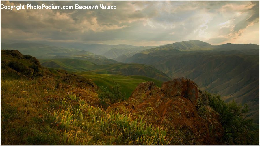 Forest, Grove, Land, Countryside, Hill, Outdoors, Field