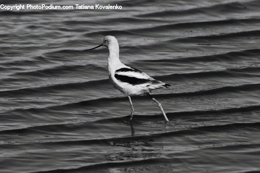 Outdoors, Ripple, Water, Bird, Seagull, Ardeidae, Stork