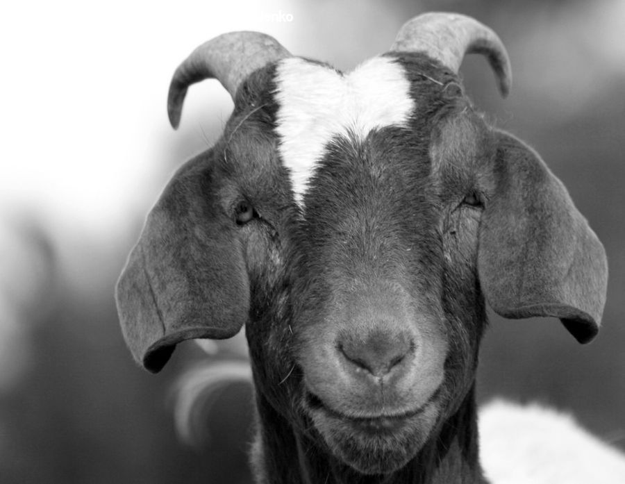 Animal, Goat, Mammal, Mountain Goat