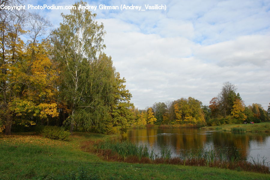 Outdoors, Pond, Water, Conifer, Fir, Plant, Tree