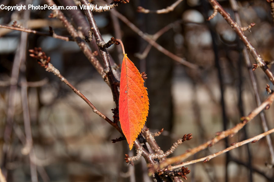 Rust, Frost, Ice, Outdoors, Snow, Blossom, Flora