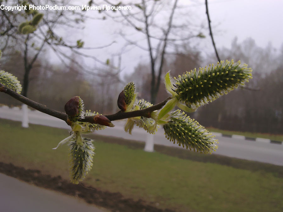 Conifer, Fir, Plant, Tree, Cactus, Bud, Bird