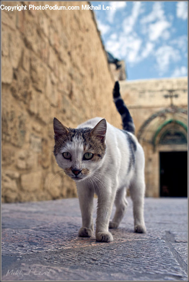 Arch, Animal, Cat, Kitten, Mammal, Pet, Siamese