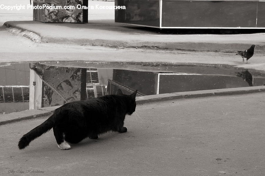 Animal, Angus, Bull, Mammal, Alley, Alleyway, Road