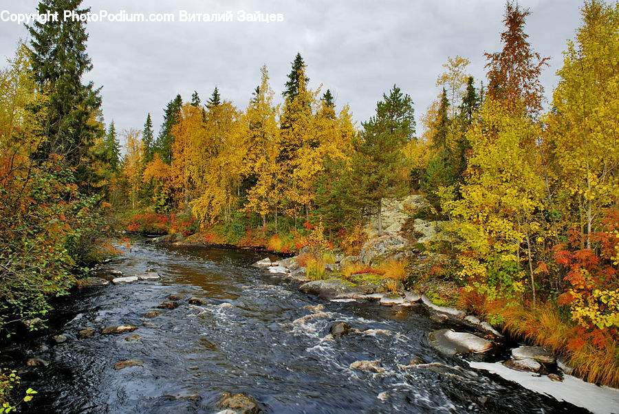 Creek, Outdoors, River, Water, Conifer, Fir, Pine