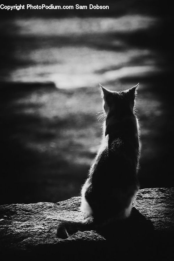 Animal, Silhouette