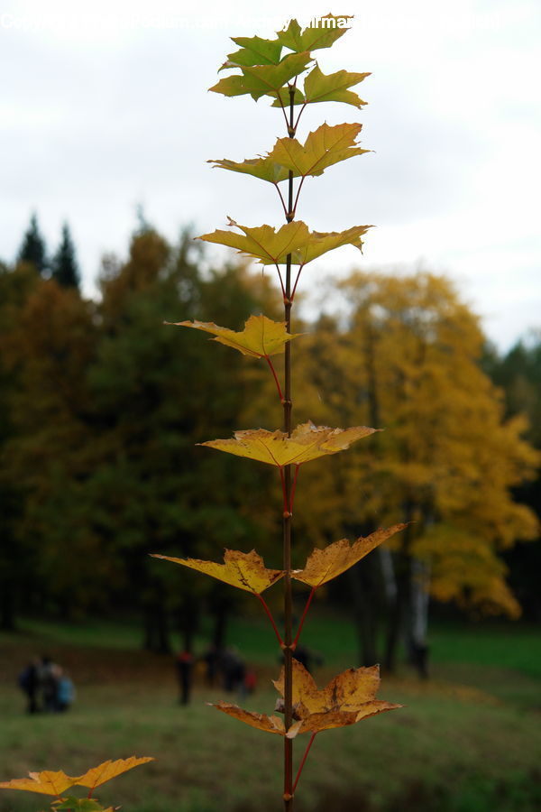 Plant, Potted Plant, Conifer, Fir, Tree, Blossom, Flora
