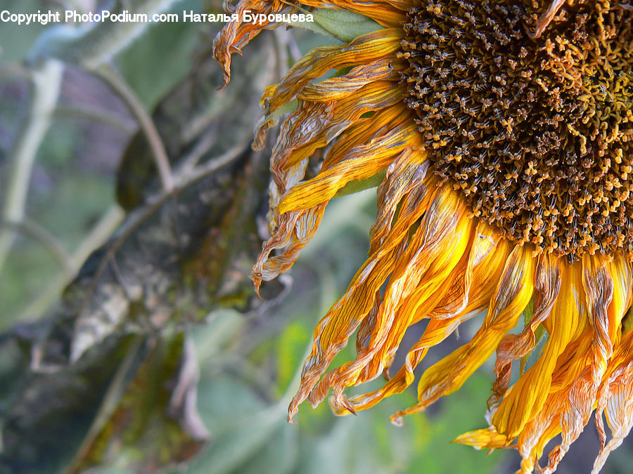 Blossom, Flora, Flower, Plant, Sunflower, Bee, Insect