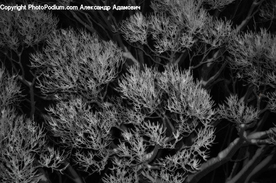 Frost, Ice, Outdoors, Snow, Plant, Conifer, Fir