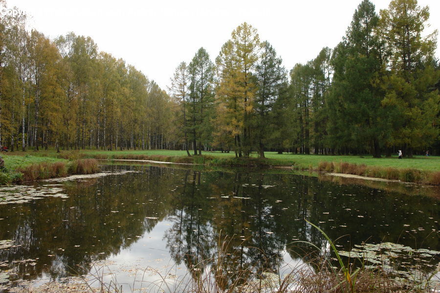 Outdoors, Pond, Water, Forest, Vegetation, Grass, Plant