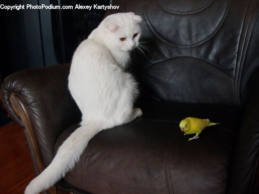Bird, Parakeet, Parrot, Canary, Finch, Animal, Cat