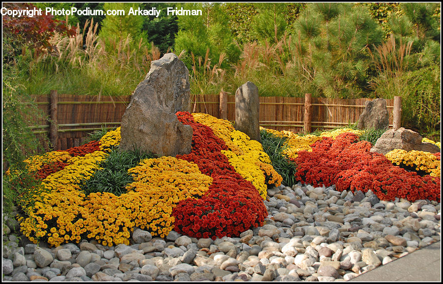 Conifer, Fir, Plant, Tree, Moss, Rock, Blossom