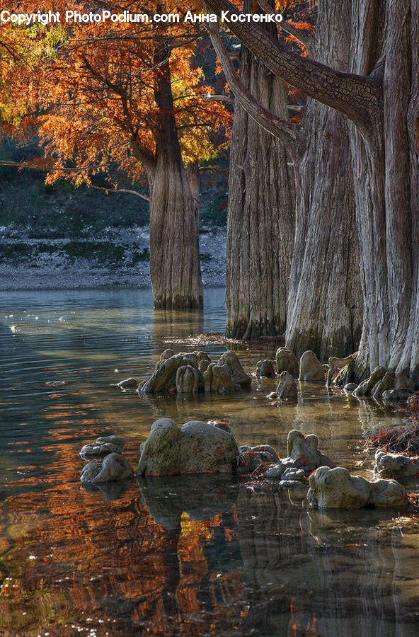 Rock, Animal, Hippo, Mammal, Bird, Waterfowl, Creek