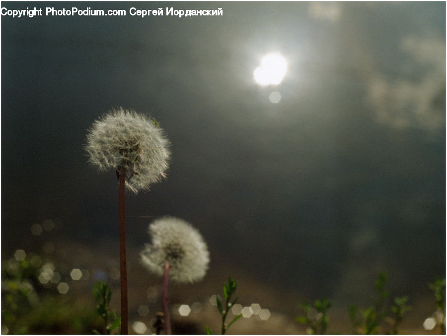 Dandelion, Flower, Plant, Smoke, Blossom, Flora, Daisies