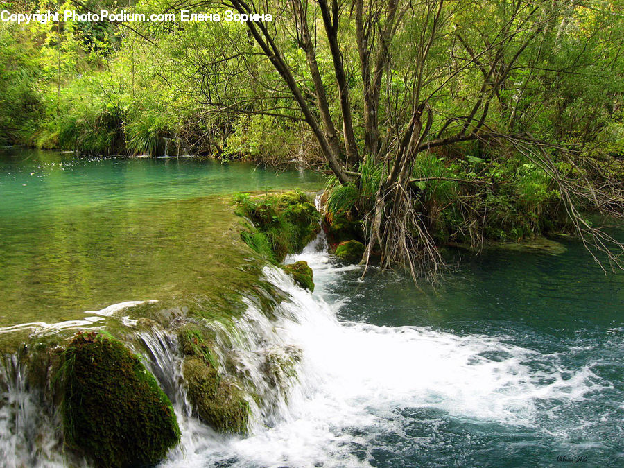 Seaweed, Creek, Outdoors, River, Water, Moss, Plant