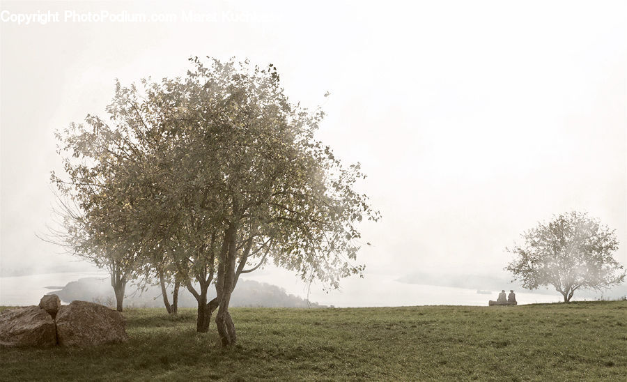 Plant, Tree, Countryside, Outdoors, Oak, Wood, Field