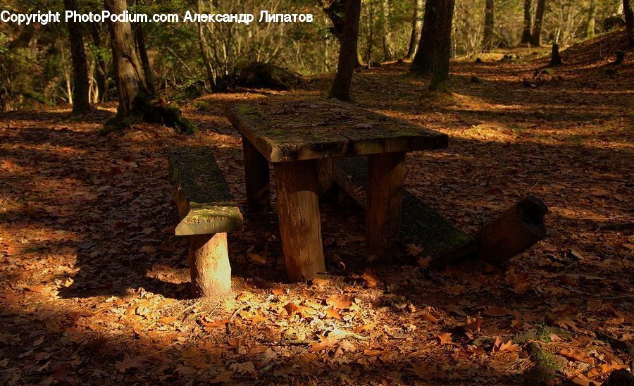 Bench, Forest, Grove, Land, Vegetation, Path, Road
