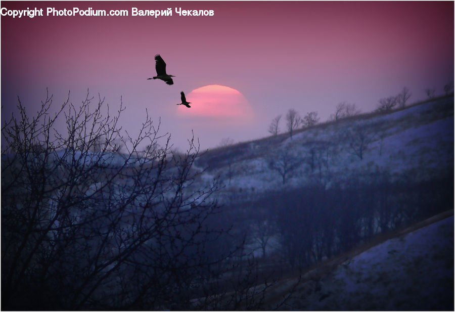 Bird, Crane Bird, Heron, Dawn, Dusk, Sky, Sunrise