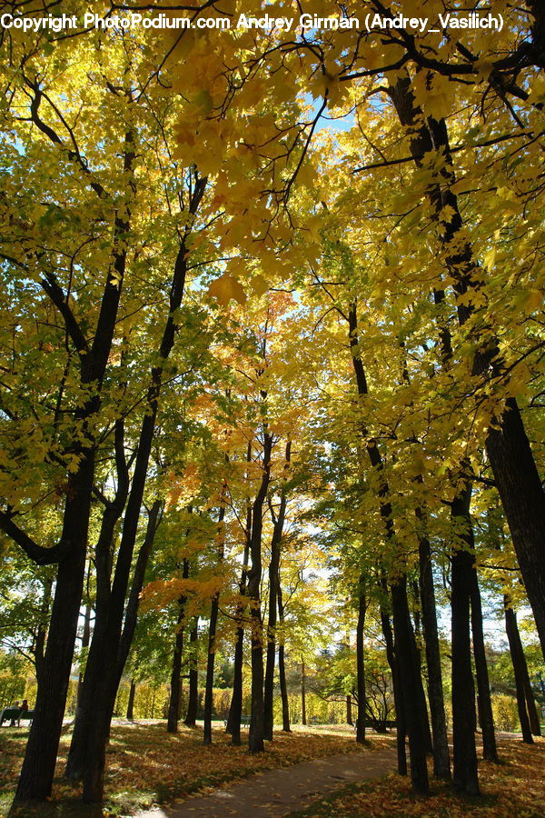 Forest, Vegetation, Oak, Tree, Wood, Grove, Land