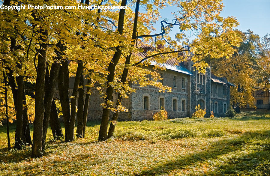 Building, Cottage, Housing, Villa, Cabin, Hut, Rural
