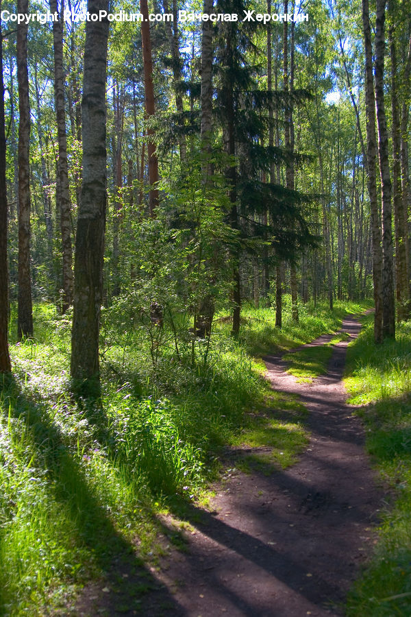 Dirt Road, Gravel, Road, Forest, Vegetation, Grove, Land